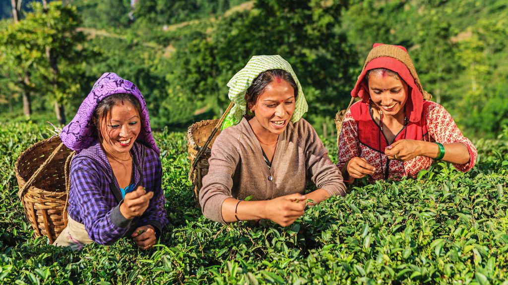 3 Days Darjeeling Tour Package