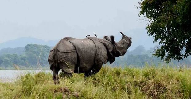 3 Days Kaziranga Tour Package
